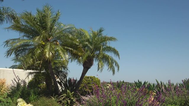 Camera tilts down from a Pygmy Date Palm to shrubs and a rock wash in a drought tolerant landscaping