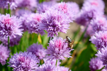 Beautiful pink flowers taken from a great distance and a bee on one of the flowers
