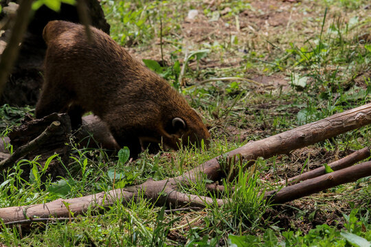 Raccoon coati nosuha Nasua narica in the nature