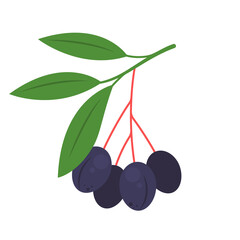 Osoberry branch isolated on white background. Oemleria cerasiformis or Indian plum fruit icon for package design. Vector berries illustration in flat style.