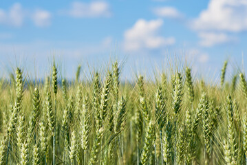 Obraz premium View of a cereal field with wheat ears under a summer blue sky