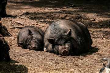 Vietnamese pig-bellied pig. black big Vietnamese pig