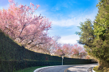 Winter in southeastern Brazil. Beautiful cherry trees or sakuras blooming along the road on a sunny day with blue sky.