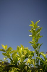 Pianta di Limone