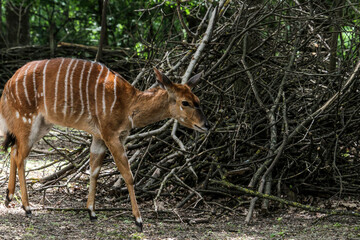 Tragelaphus angasii is a spiral-horned antelope. Female Nyala looking tentatively at a suspect noise