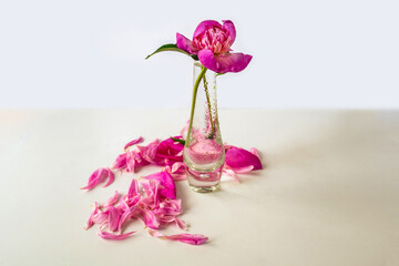 Pink peony bud in glass vase, many petal leaf on bright background.