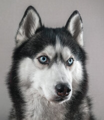 Studio portrait cute husky dog with blue eyes on gray background, close-up.