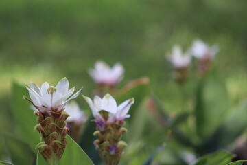 flower in the garden
