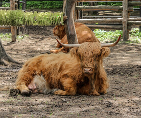 A Highland Cow bos taurus taurus or sometimes known as a Hairy Coo are a rustic cattle breed reared for beef and found throughout.