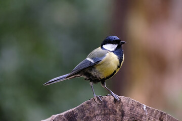 Koolmees - Great tit