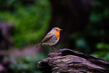Roodborst - Robin