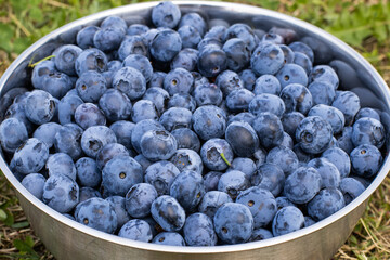 Blueberries in a cup stand on the grass, berry harvest in summer. Dessert and proper nutrition. The concept of vitamins, proper nutrition, farm, agriculture, cultivation, market. High quality photo