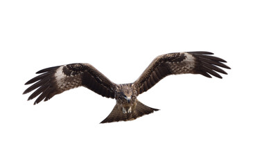 Black kite or Pariah kite flying on white background