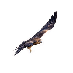 Black kite or Pariah kite flying on white background