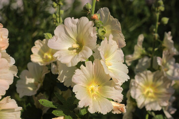 light lemon mallow in sunlight with pollen on leaves
 - obrazy, fototapety, plakaty