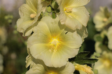 Fototapeta premium light lemon mallow in sunlight with pollen on leaves 