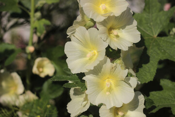 light lemon mallow in sunlight with pollen on leaves
 - obrazy, fototapety, plakaty
