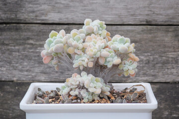 White Echeveria pulvinata frosty crestata