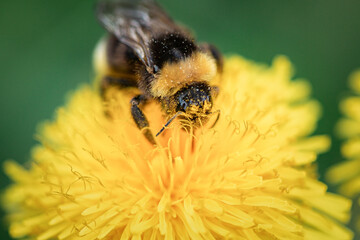 A bee collects nectar on a yellow dandelion flower.