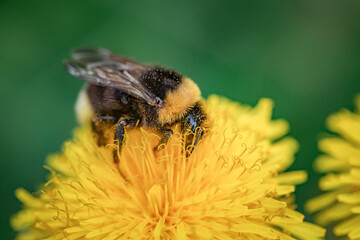 A bee collects nectar on a yellow dandelion flower.