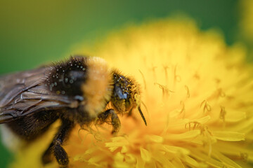 A bee collects nectar on a yellow dandelion flower.