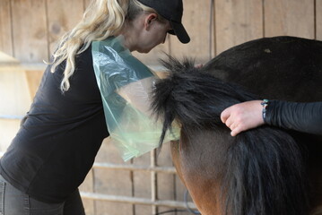 Trächtigkeitsuntersuchung beim Pferd. Tierärztin untersucht Stute mit Ulteraschall