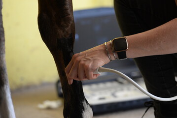 Tierärztin untersucht Sehnenschaden beim Pferd