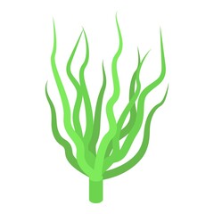 Alga plant icon isometric vector. Spirulina food. Green seafood