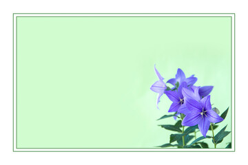 美しい青いキキョウの花のフレーム（グリーンバック）（我が家で咲いたキキョウです）