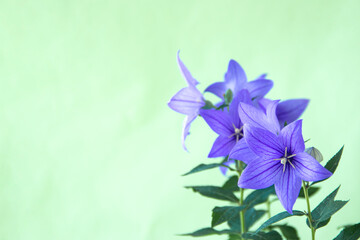 Fototapeta na wymiar 美しい青いキキョウの花（グリーンバック）（我が家で咲いたキキョウです）