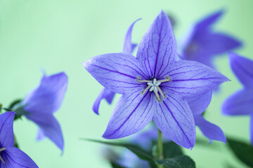 美しいキキョウの花のクローズアップ（グリーンバック）（我が家で咲いたキキョウです）