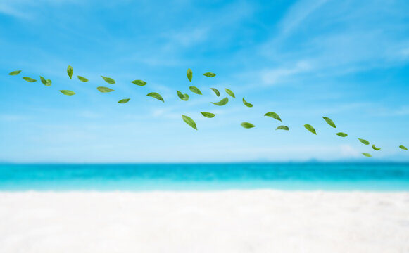 Beautiful beach and Blue sky with leaf in the wind.