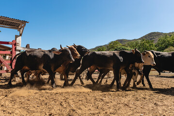 Horizontal image of a group of bulls running inside a corral on a sunny day.
