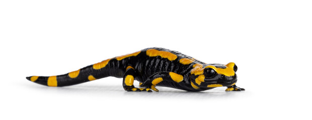 Close up from black with yellow Fite Salamander, standing side ways. Isolated on a white background.
