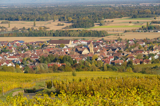Eguisheim village from across vineyard, France