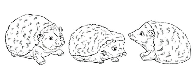 Animals. Black and white image of a hedgehog. Coloring book for children. An isolated object.