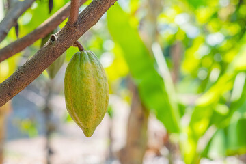 Cacao tree with cacao pods in a organic farm.