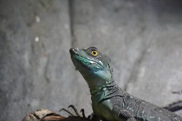 Common basilisk