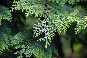 A branch of thuja with cones. High quality photo