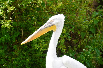 Dalmatian pelican
