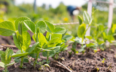 Row of pea seedlings in the soil on a warm sunny day