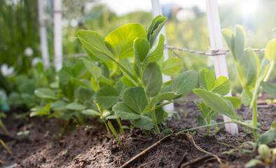 Row of pea seedlings in the soil on a warm sunny day