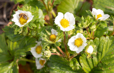 many white strawberry flowers close-up on a strawberry planting field. The concept of spring and summer, agriculture and gardening, ecological harvest