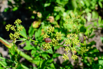 Close up of many green flowers of Apium graveolens plant, commonly know as celery in a herbs garden in a sunny summer day, background photographed with soft focus.