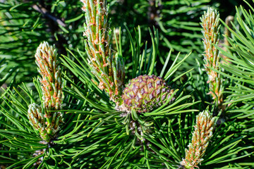 Obraz premium Close up of delicate small green leaves of pine conifer tree in a sunny spring garden, beautiful outdoor monochrome background photographed with selective focus.