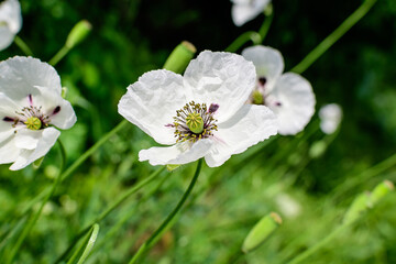 One white poppy flower with small water drops and blurred green grass in a sunny summer garden, beautiful outdoor floral background photographed with soft focus.