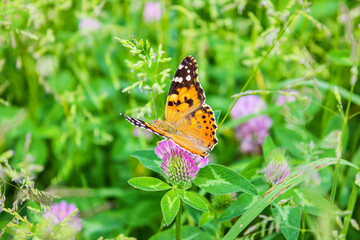 Thistle butterfly on a clover flower. Beautiful lady butterfly Vanessa Cardui on purple clover flower.