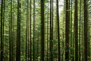 Fototapeta na wymiar Many trees in forest on a sunny summer day. Forest background. Bright green evergreen trees in the rainforest of North Vancouver, BC, Canada. Wall of tree trunks in coniferous forest. Selective focus.