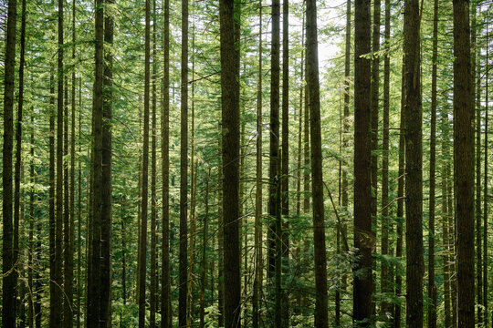 Many trees in forest on a sunny summer day. Forest background. Bright green evergreen trees in the rainforest of North Vancouver, BC, Canada. Wall of tree trunks in coniferous forest. Selective focus.