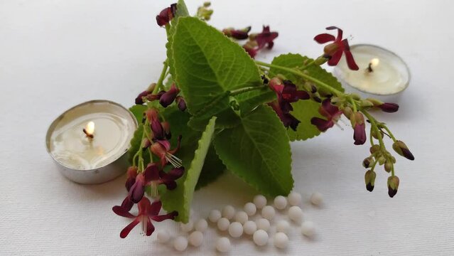 Burning candle with ayurvedic herbal ajwain leaves, scattered homeopathic globule pills and bilimbi flowers on white background with copy space. Aromatherapy, spa and wellness concept. Close up view.